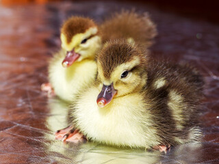 Cute little yellow goslings, selective soft focus