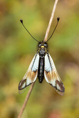 Milky owlfly (Libelloides lacteus)