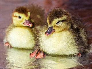 Cute little yellow goslings, selective soft focus