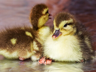 Cute little yellow goslings, selective soft focus