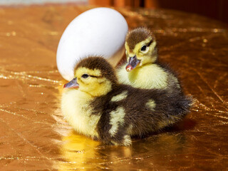 Cute little yellow goslings, selective soft focus