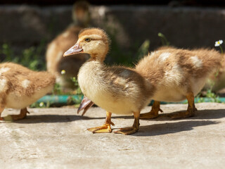 Cute little yellow goslings, selective soft focus