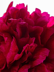 nice peony on the white background