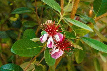 Flowers on a Acca Sellowiana, an evergreen, perennial shrub or small tree. Also called Feijoa, Pineapple Guava and Guavasteen. Growing in Friuli, Italy
