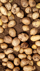 a stack of fresh ground potatoes