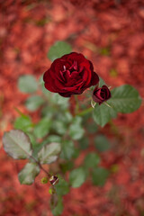 red rose on red background stock photo