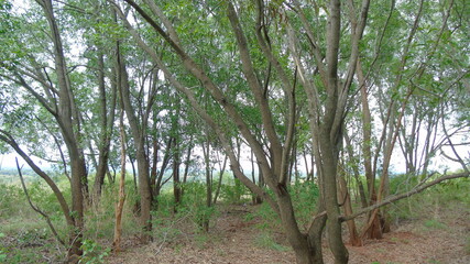 Fototapeta premium palm trees in the forest