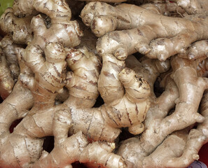 Fresh Ginger Roots for Sale