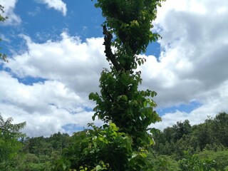 Beautiful blue sky with clouds and a budding tree showing concept of growth and hope