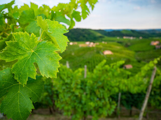 Vine leaves close-up, background of fields with vineyards. Agriculture for the production of  wine. Viticulture concept. Copy space.