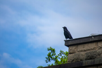 Crow perched from a roof in a park in Berlin Germany