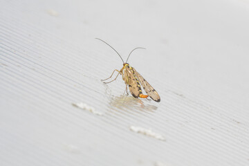 A Scorpion Fly found on a Greenhouse roof in Kent, UK in September.