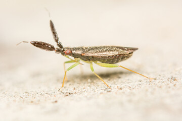 A macro image of the Mirid Plant Bug, Heterotoma planicornis.