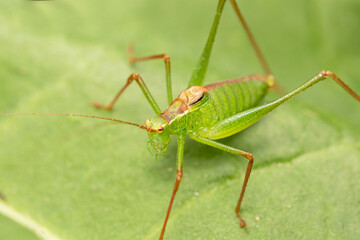 Katydid in the Family‎Tettigoniidae in Kent, UK.