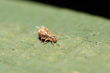 A macro image of a Globular Springtail in the UK in February.