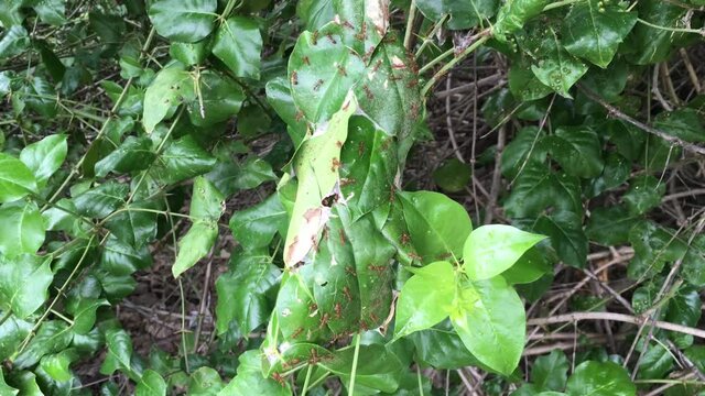 Eusocial of insect polymorphic of ant