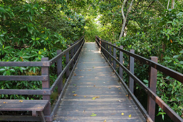 Mangrove Forest Boardwalk 1