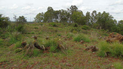 forest in the forest