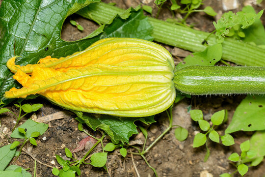 A courgette flower and developing cougette vegetable.