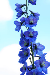 Fototapeta na wymiar Nice Blue Flower