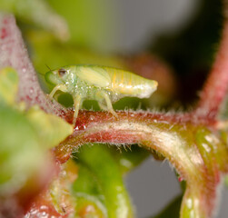 A macro image of a Spittlebug nymph partly covered in bubbles.