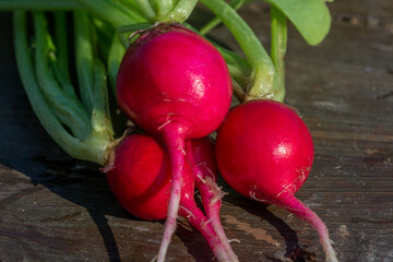 Red Radishes just pulled from the ground and rinsed under the garden tap.