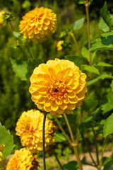 Yellow Pom Pom Dahlias, also known as Ball Dahlia, a member of the Asteraceae family, growing in...