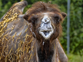 An angry male Bactrian camel, Camelus bactrianus, with foam at the mouth