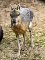 Mara, Dolichotis patagonum, a smaller rodent, inhabits the South American steppes