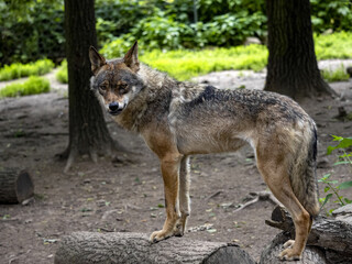 A lone Gray Wolf, Canis lupus, in a forest game reserve