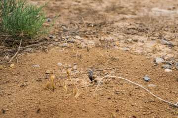 Ants. Macro photo. Colony of termites. House of ants. Ants are working. Formic prey. Ants at the entrance to the termite mound. Clods of land. Sand. Small stones