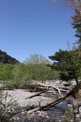 Fototapeta na wymiar Azusa-river sreaming in Japan North Alps in spring