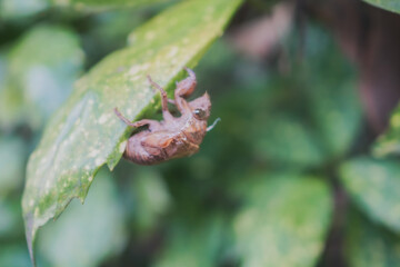 葉っぱについたセミの抜け殻