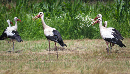 Several White Storks Walking on the Meadow on the Bright Summer Day .