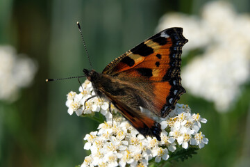 Schmetterling Kleiner Fuchs auf Schafgarbe in Kornfeld im Sommer 2020 im Westerwald in Rheinland-Pfalz - Stockfoto