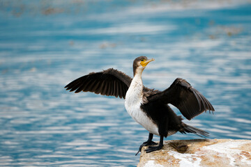 A large cormorant spread its wings on the rock. A cormorant on the river spreads its wings. Bird on the Volga in the city of Saratov. Cobblestone. Against the background of a reservoir. Russia.
