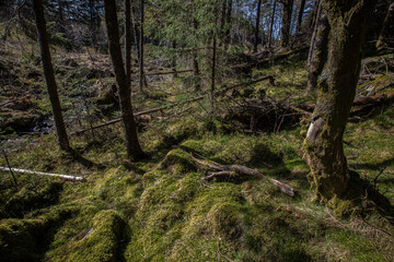 Sunny north wood fragment.Trees, stones and moss in day light