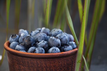 Blueberries - Antioxidant Foods, close up. Blueberries - healthy and nutritious. Berries in a cup.
