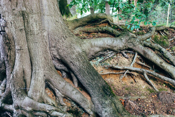 Fototapeta premium Big old tree with exposed roots