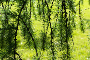 Branches of a green larch with raindrops on a green background