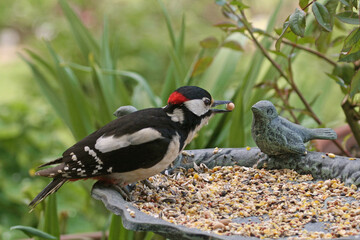 Willst Du mal probieren?  Buntspecht an der Futterschale