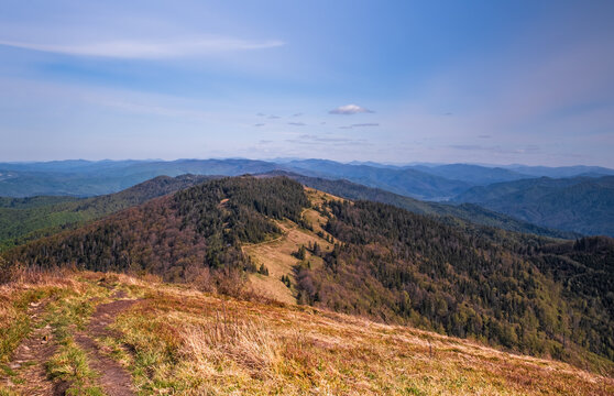 View from highest place in Lviv's region - mountain Parashka or Paraska with a clear far view and cloudy sky. Green meadows and dark green fir trees forest. June 2020