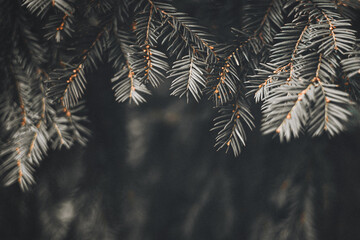 Beautiful autumn scene with closeup of pine branches and blurred background, trendy dark toned...