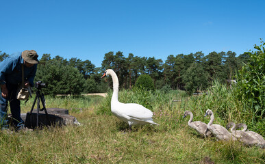 Family of swans and photographer.