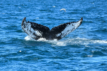 Fototapeta premium Fluke eines Buckelwals - Die Schwarz-, Weißfärbung der Schwanzflosse ist bei jedem Buckelwal anders und somit eine Art genetischer Fingerabdrtuck
