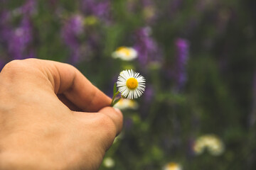 Chamomile in hand, beautiful atmospheric photo with meaning