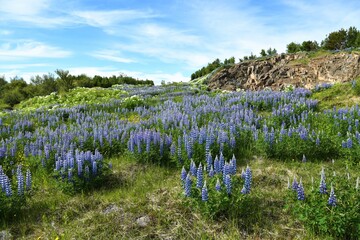 Blaue Lupinen, auch Wolfsbohne genannt auf Island, wo sich die eingeschleppten Pflanzen durch ihre...