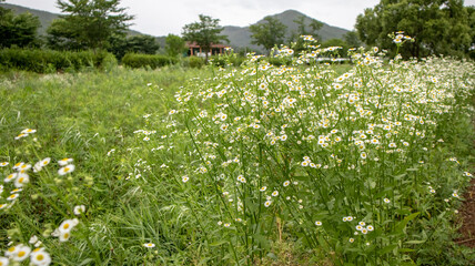 Blooming forget-me-not flowers