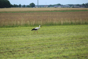 White stork walking on the cut gras looking for some food