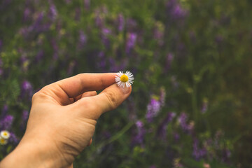 Chamomile in hand, beautiful atmospheric photo with meaning